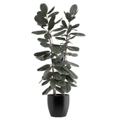 Rubber Plant Set