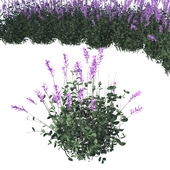 Lavender Flower