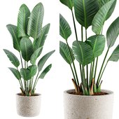 Indoor Plant Set 148