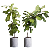 Plants ficus lyre-shaped TA 10