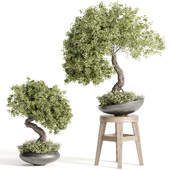 indoor plant set bonsai 127