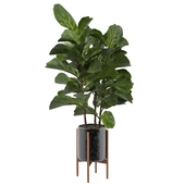 Ficus Lyrata-04