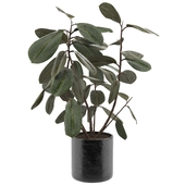 Ficus Plant Set-02