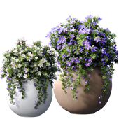 Flower beds,bouquets,Petunia flowers in modern garden pots,vases,flowerpots