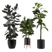 Ficus Plant Set-02