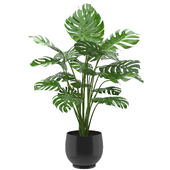 Monstera Plant Set 02