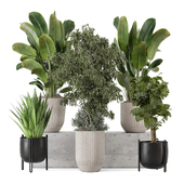 Indoor Plants in Handmade Stone Pot 2701