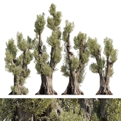 Pruned Olive trees 13