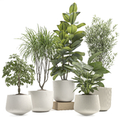 Indoor Plant Set 149