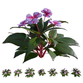 Impatiens hawkeri