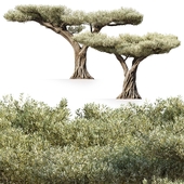Pruned Olive Trees 13 2