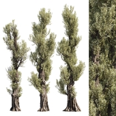 Pruned olive trees 13_3