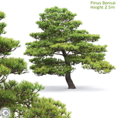 Pinus Bonsai