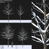 Acer saccharinum winter