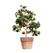 Tomato Plant 3D Model
