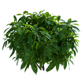Aucuba japonica 90cm
