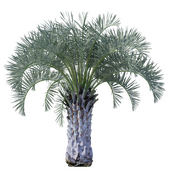 Butia capitata 5 (5.4m) Butia capitata