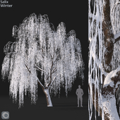 Salix Winter