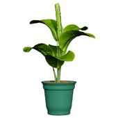 Indoor Potted Plants 3D Model