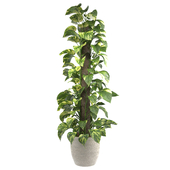 Pothos Plant Set 01