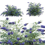 Buddleia - Butterfly Bush - 02