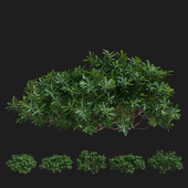Pittosporum tobira (Australian laurel) natural appearance, autumn