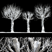 Snow-covered poplars