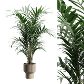 Kentia Palm Plant
