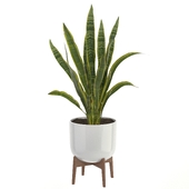 Sansevieria Plant Set 01