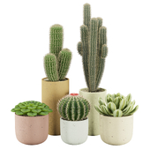 Cactus Set 001
