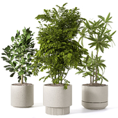 Indoor Plant Set 151