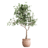 modern japandi plant for living room 02