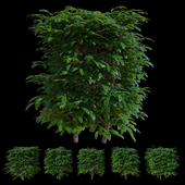 Green hedge of Cherry Laurel (Prunus laurocerasus)