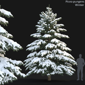 Picea winter