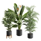 Indoor Plants Pack 84