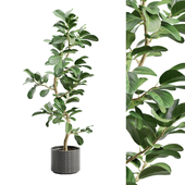 Potted Plant Ficus Audrey