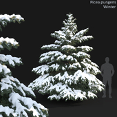 Picea winter