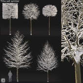 Tilia set winter
