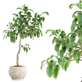 indoor plant set 067 rubber tree
