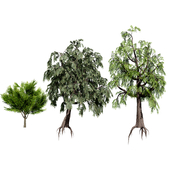Australian Casuarina Tree 3D Model