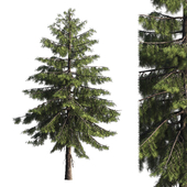 Pine tree 01