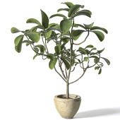 Indoor Plant Set 153