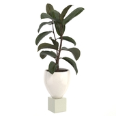 Rubber Plant Set 03