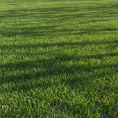 Lawn mown: mouse barley (hordeum murinum) August