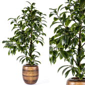 Indoor Plant Set 154
