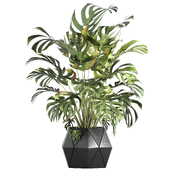 indoor plant monstera deliciosa in modern pot