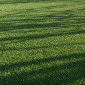 Mown lawn: green foxtail (Setaria viridis)