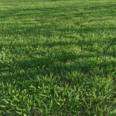 Mown lawn: foxtail grass (alopecurus pratensis)
