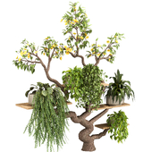 Indoor Plants on A Decorative Artificial Tree