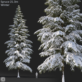 Spruce winter